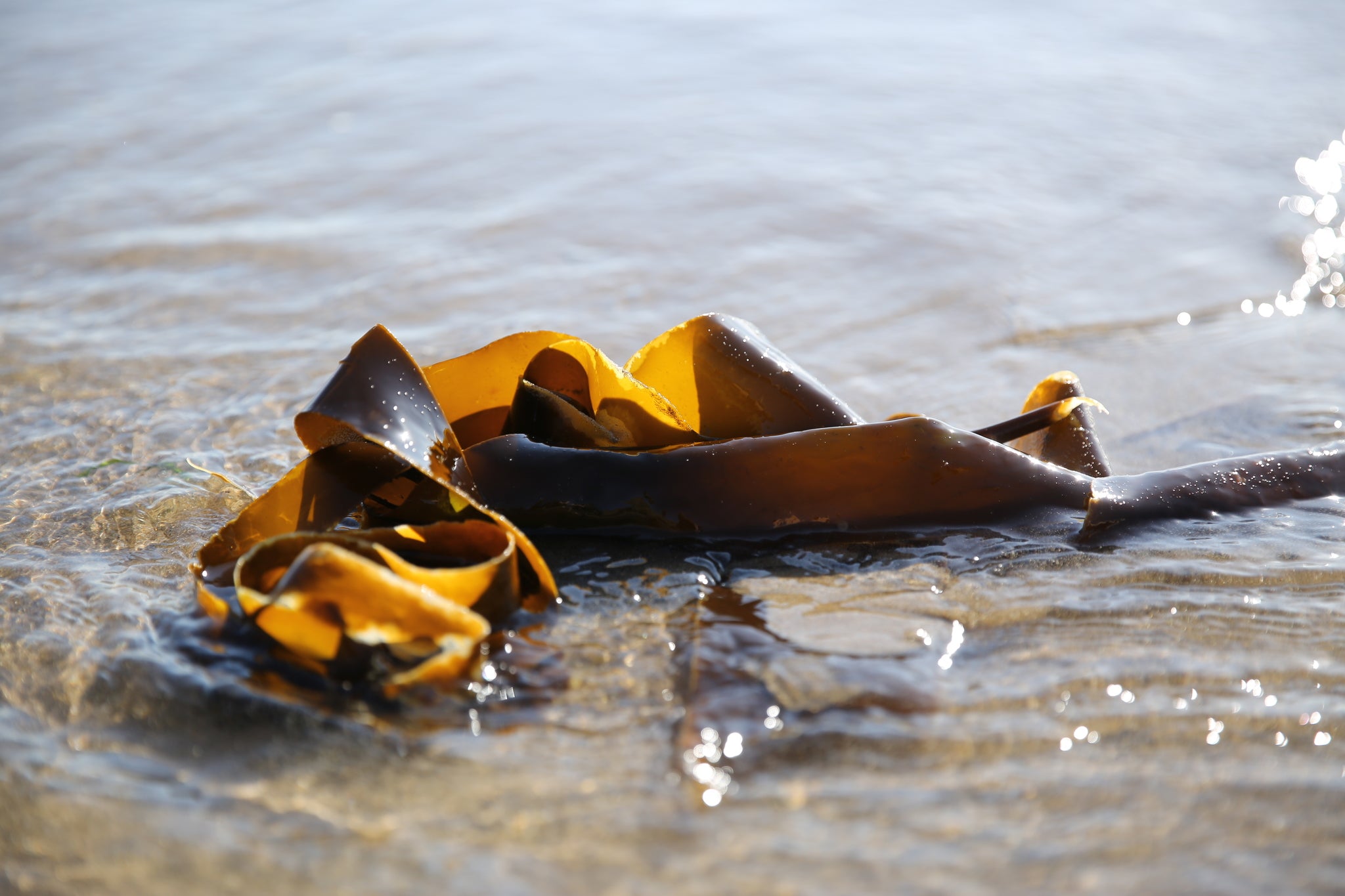 Wild Sea Kelp Extract