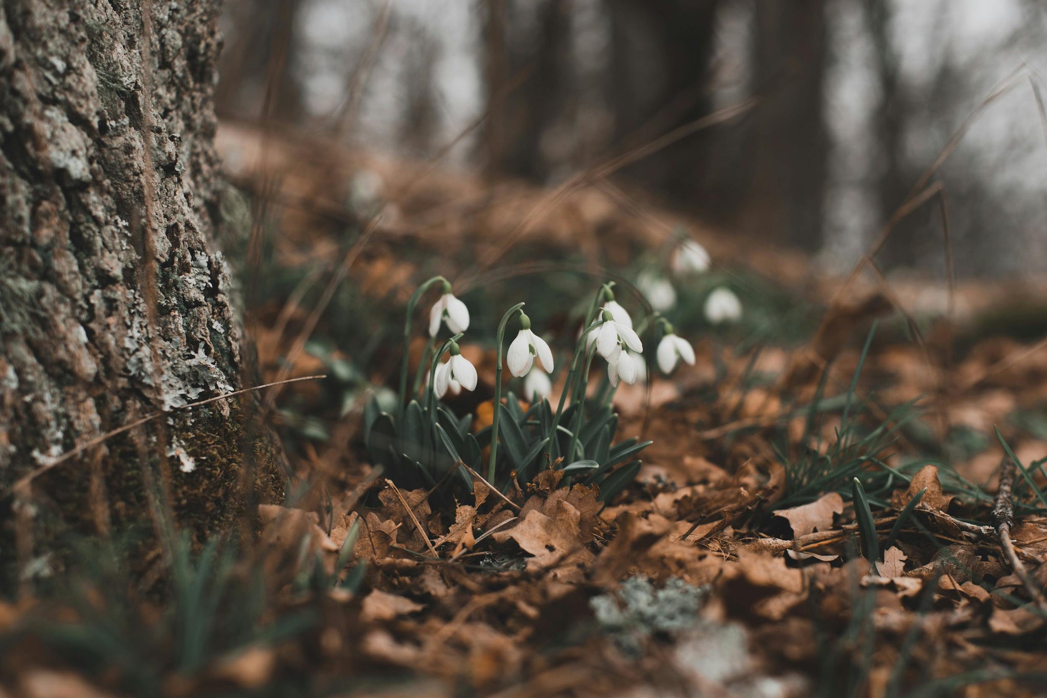 A Seasonal Ritual for Renewal