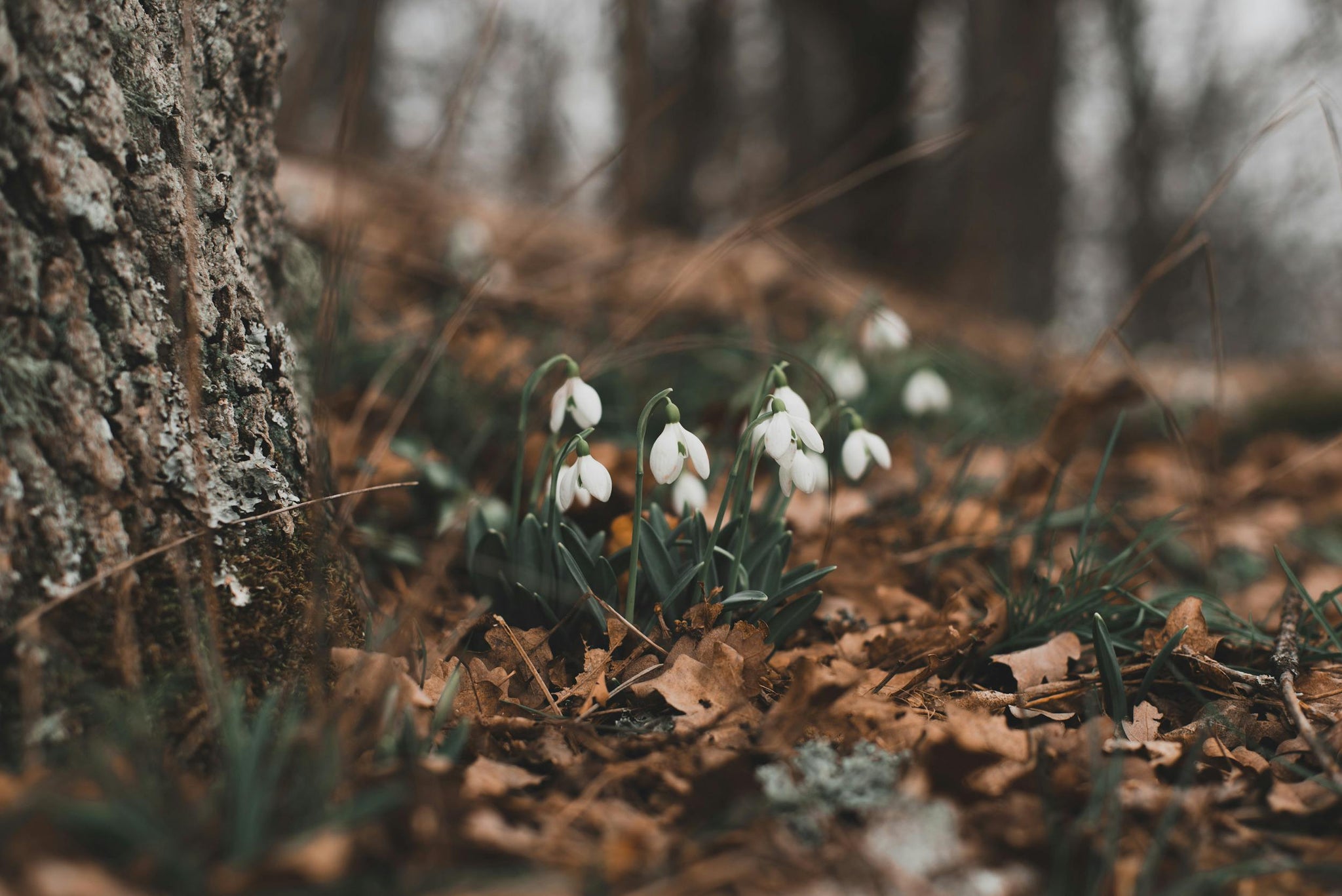 Imbolc: Ancient Celtic Traditions and a Simple Ritual for Renewal